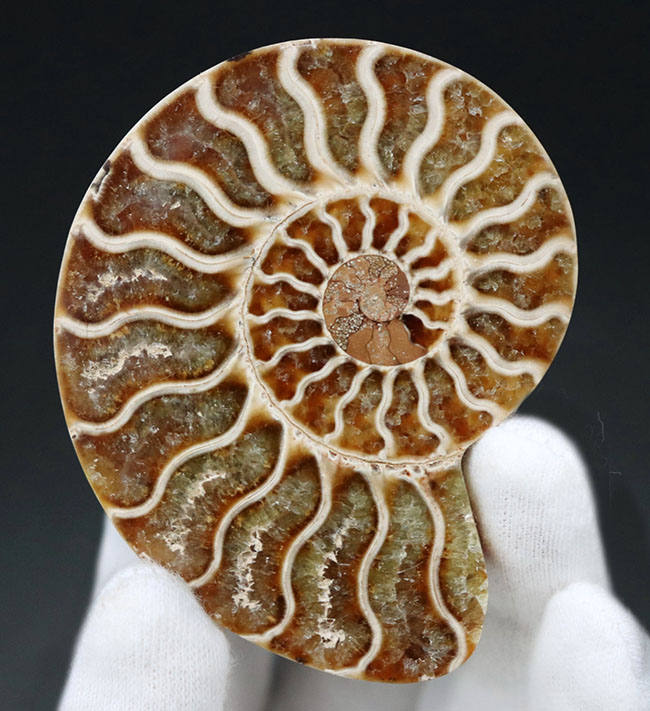 極めて高品位！約１億２０００万年前のクレオニセラス（Cleoniceras.）のカット＆ポリッシュ標本（その6）
