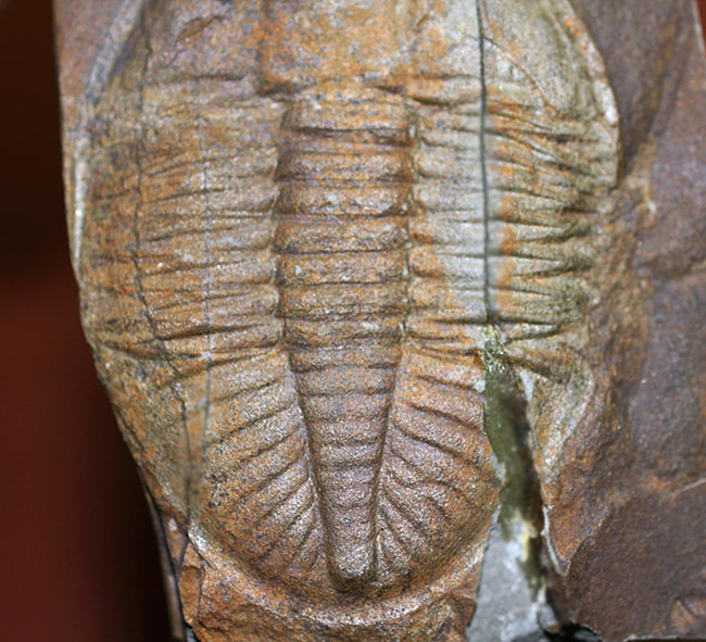 イギリス（ウェールズ）産の三葉虫、オジジヌス・コーンデンシス（Ogyginus corndensis）。一属一種の個性派です。（その3）