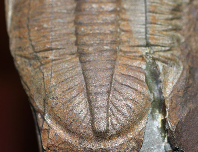 イギリス（ウェールズ）産の三葉虫、オジジヌス・コーンデンシス（Ogyginus corndensis）。一属一種の個性派です。（その4）