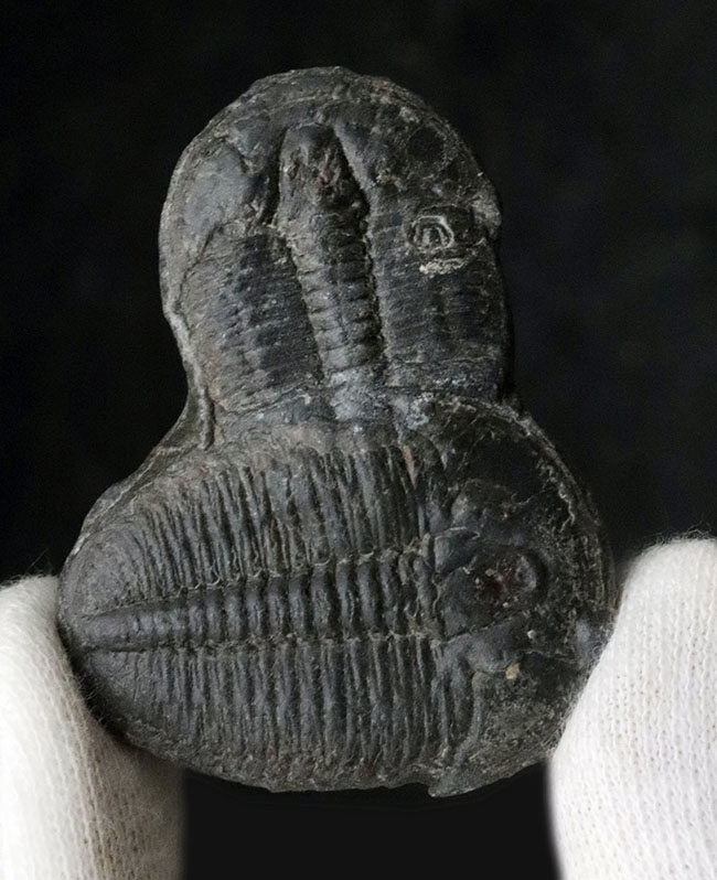 最も名の知られた三葉虫、米国ユタ州産、エルラシア・キンギ(Elrathia kingi)の化石。二個連結!(その1)