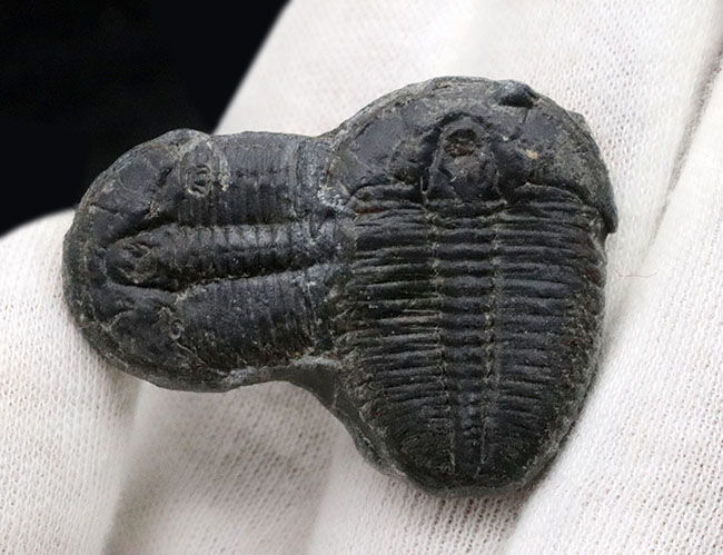 最も名の知られた三葉虫、米国ユタ州産、エルラシア・キンギ(Elrathia kingi)の化石。二個連結!(その2)
