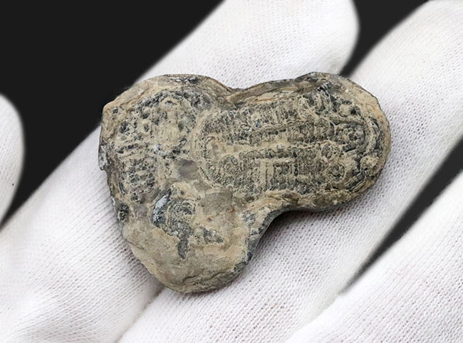 最も名の知られた三葉虫、米国ユタ州産、エルラシア・キンギ(Elrathia kingi)の化石。二個連結!(その3)