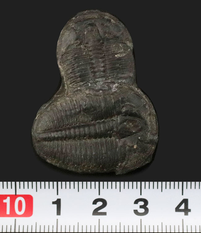 最も名の知られた三葉虫、米国ユタ州産、エルラシア・キンギ(Elrathia kingi)の化石。二個連結!(その4)