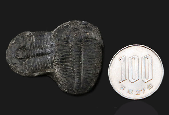 最も名の知られた三葉虫、米国ユタ州産、エルラシア・キンギ(Elrathia kingi)の化石。二個連結!(その5)