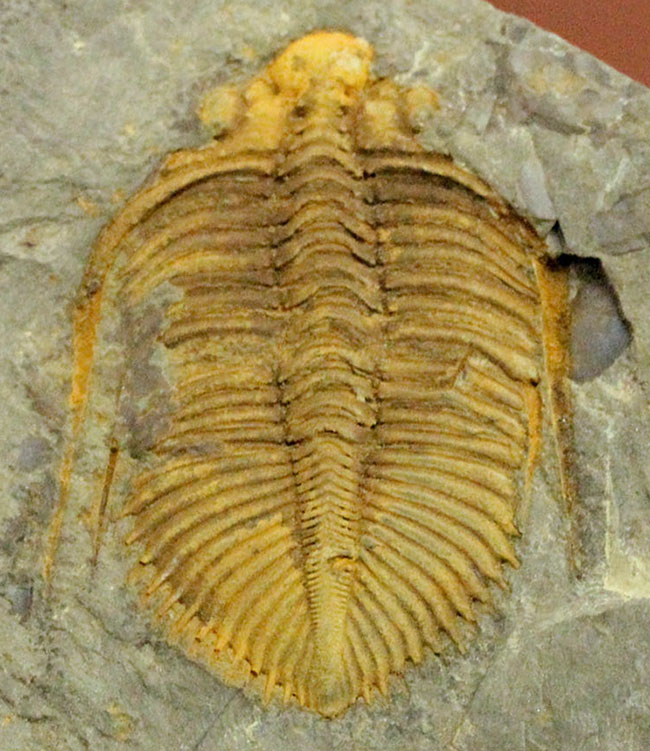 珍しい中国産の三葉虫、古生代シルル紀の三葉虫コロノセファルス（Coronocephalus sp.）（その1）