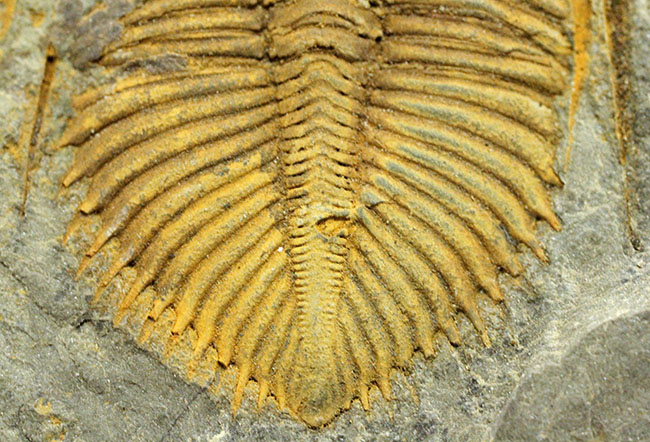 珍しい中国産の三葉虫、古生代シルル紀の三葉虫コロノセファルス