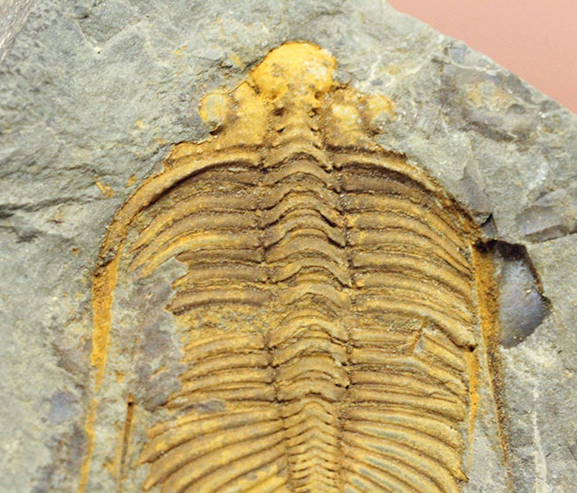 珍しい中国産の三葉虫、古生代シルル紀の三葉虫コロノセファルス（Coronocephalus sp.）（その3）