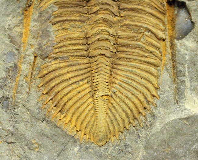 珍しい中国産の三葉虫、古生代シルル紀の三葉虫コロノセファルス（Coronocephalus sp.）（その4）
