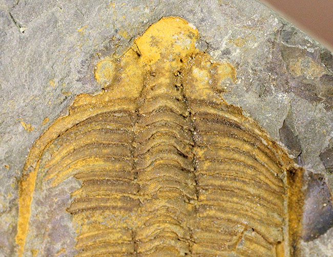 珍しい中国産の三葉虫、古生代シルル紀の三葉虫コロノセファルス（Coronocephalus sp.）（その9）