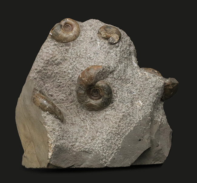 北海道苫前郡苫前町霧立で採集された白亜紀のアンモナイト（Ammonite）の群集標本（その1）