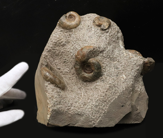 北海道苫前郡苫前町霧立で採集された白亜紀のアンモナイト（Ammonite）の群集標本（その2）