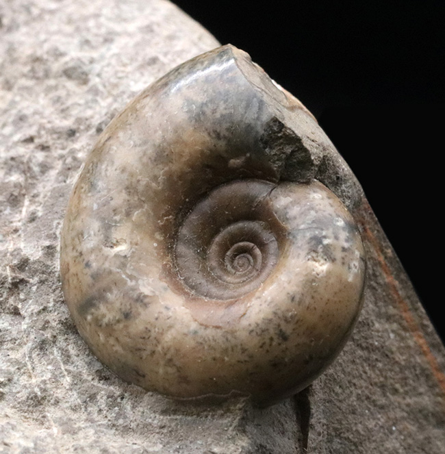北海道苫前郡苫前町霧立で採集された白亜紀のアンモナイト（Ammonite）の群集標本（その3）