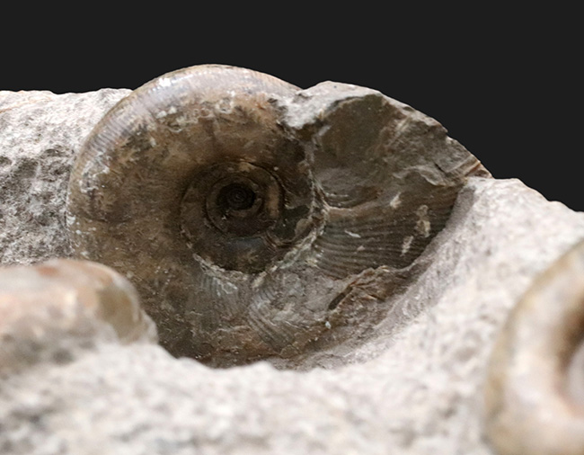 北海道苫前郡苫前町霧立で採集された白亜紀のアンモナイト（Ammonite）の群集標本（その4）