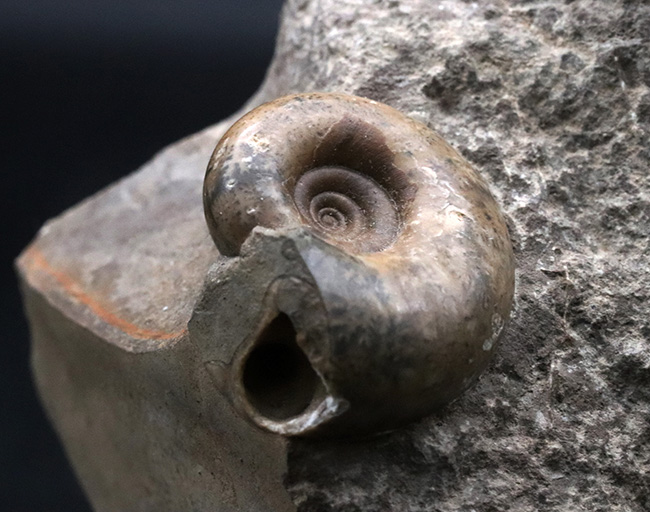 北海道苫前郡苫前町霧立で採集された白亜紀のアンモナイト（Ammonite）の群集標本（その5）