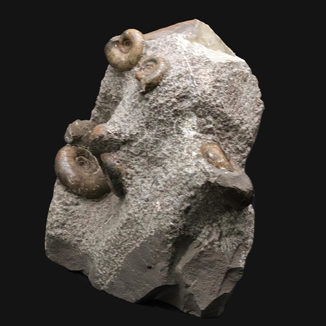 北海道苫前郡苫前町霧立で採集された白亜紀のアンモナイト（Ammonite）の群集標本（その6）