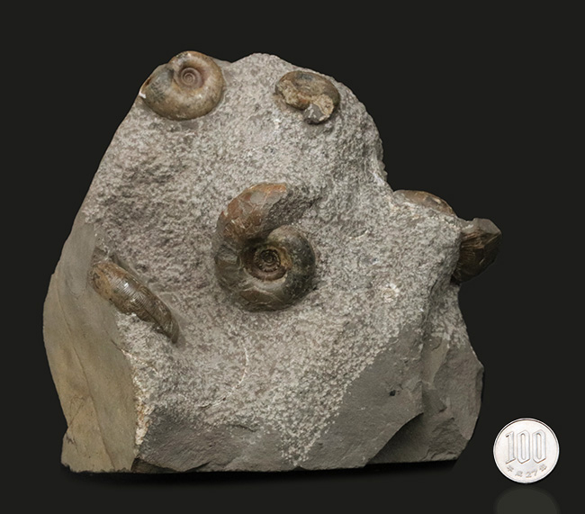 北海道苫前郡苫前町霧立で採集された白亜紀のアンモナイト（Ammonite）の群集標本（その9）