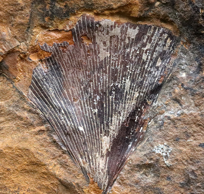 米国ノースダコタ州産、暁新世イチョウ葉（Ginkgo）化石の大判プレート標本（その1）