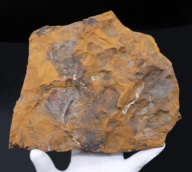 米国ノースダコタ州産、暁新世イチョウ葉（Ginkgo）化石の大判プレート標本（その2）