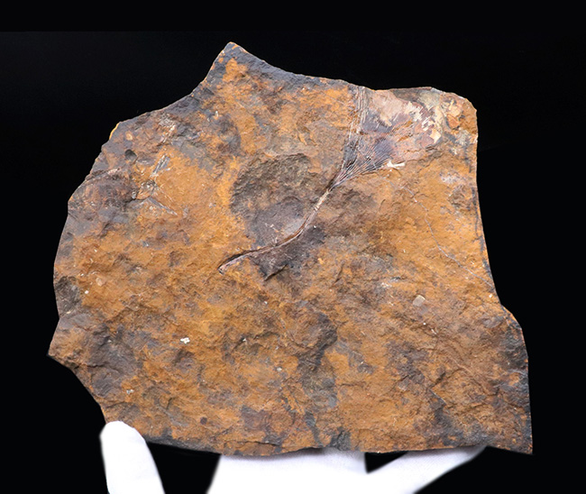 米国ノースダコタ州産、暁新世イチョウ葉（Ginkgo）化石の大判プレート標本（その3）
