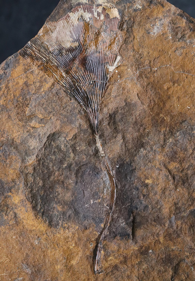 米国ノースダコタ州産、暁新世イチョウ葉（Ginkgo）化石の大判プレート標本（その4）