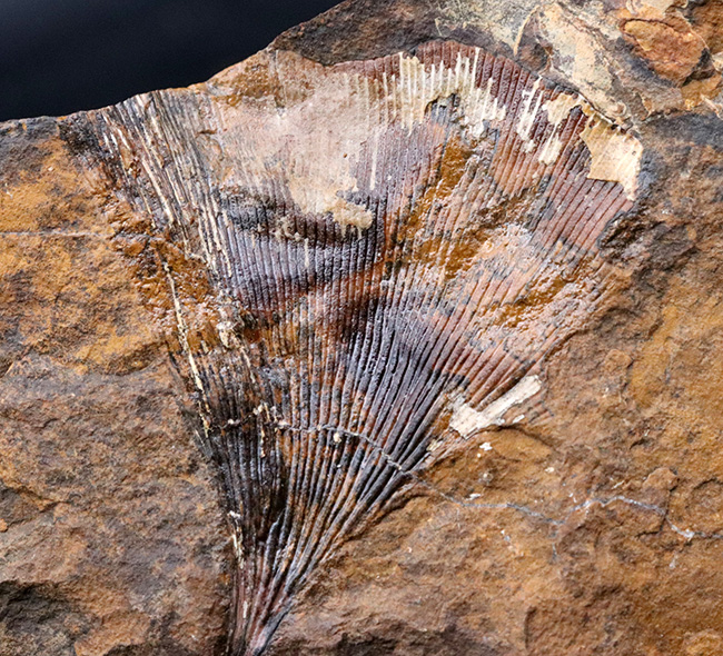 米国ノースダコタ州産、暁新世イチョウ葉（Ginkgo）化石の大判プレート標本（その5）