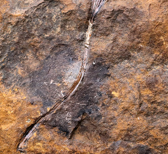 米国ノースダコタ州産、暁新世イチョウ葉（Ginkgo）化石の大判プレート標本（その6）