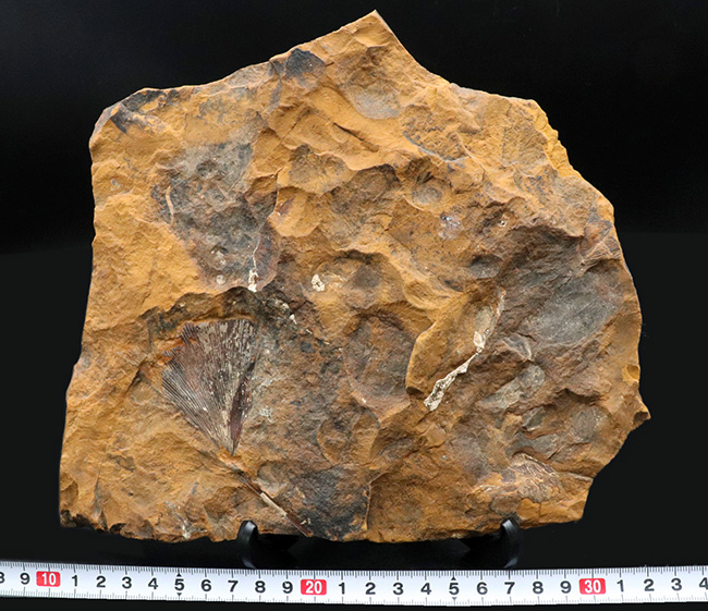 米国ノースダコタ州産、暁新世イチョウ葉（Ginkgo）化石の大判プレート標本（その8）