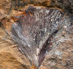 米国ノースダコタ州産、暁新世イチョウ葉（Ginkgo）化石の大判プレート標本
