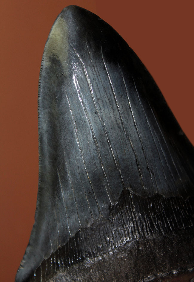 長い方の辺に沿って１５２ミリ、エクストララージ！美しいフォルムをした黒光りするメガロドン（Carcharodon megalodon）の歯化石（その1）