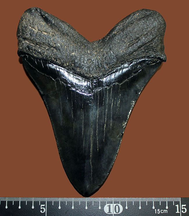 長い方の辺に沿って１５２ミリ、エクストララージ！美しいフォルムをした黒光りするメガロドン（Carcharodon megalodon）の歯化石（その11）