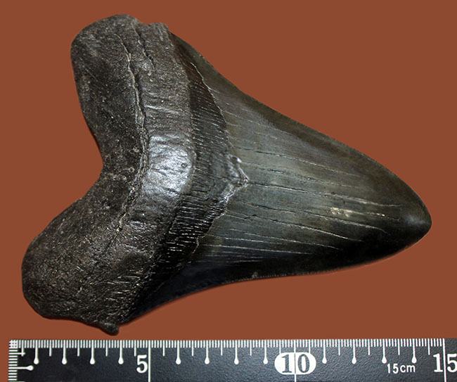 長い方の辺に沿って１５２ミリ、エクストララージ！美しいフォルムをした黒光りするメガロドン（Carcharodon megalodon）の歯化石（その12）