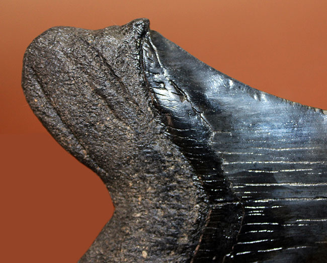 長い方の辺に沿って１５２ミリ、エクストララージ！美しいフォルムをした黒光りするメガロドン（Carcharodon megalodon）の歯化石（その3）