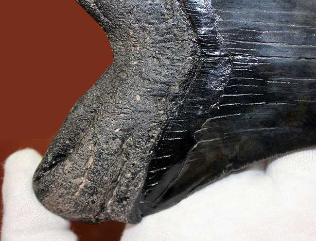 長い方の辺に沿って１５２ミリ、エクストララージ！美しいフォルムをした黒光りするメガロドン（Carcharodon megalodon）の歯化石（その4）
