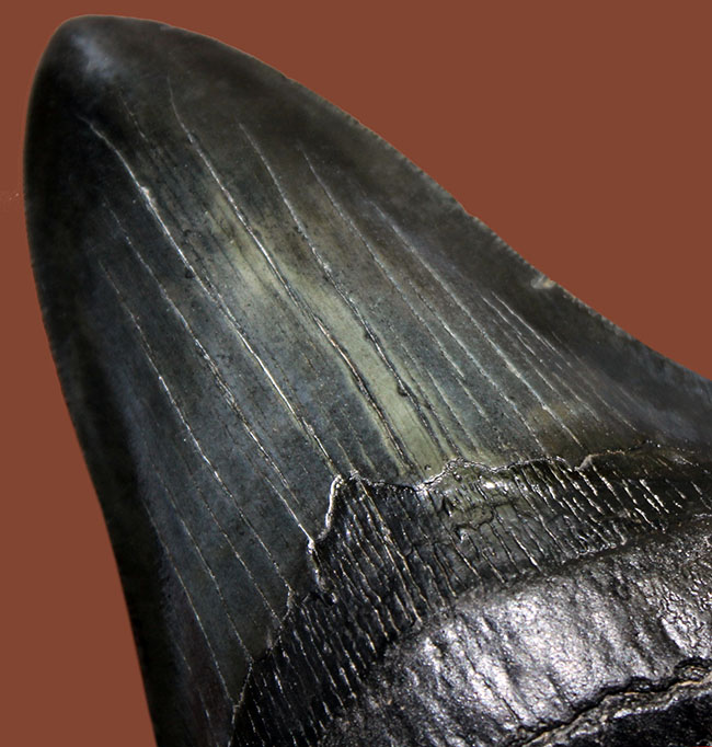 長い方の辺に沿って１５２ミリ、エクストララージ！美しいフォルムをした黒光りするメガロドン（Carcharodon megalodon）の歯化石（その8）