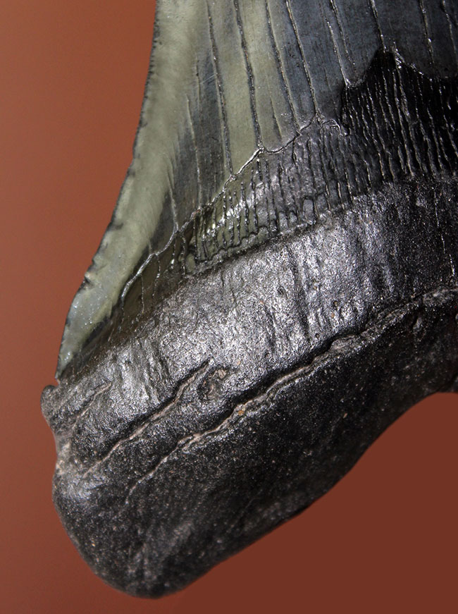 長い方の辺に沿って１５２ミリ、エクストララージ！美しいフォルムをした黒光りするメガロドン（Carcharodon megalodon）の歯化石（その9）