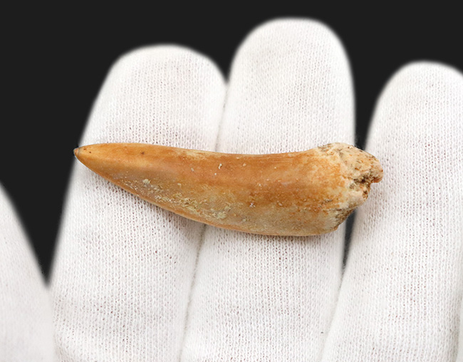 白亜紀後期の海に生息していた捕食者の一種、サーベルツゥースフィッシュことエンコダス(Enchodus)の歯化石(その3)