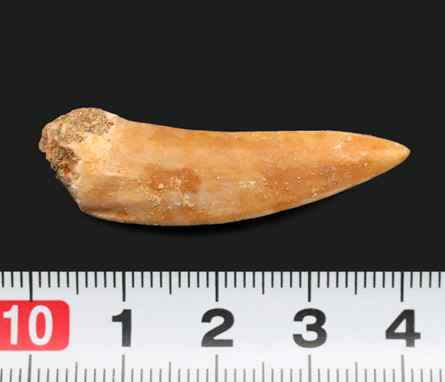白亜紀後期の海に生息していた捕食者の一種、サーベルツゥースフィッシュことエンコダス(Enchodus)の歯化石(その6)