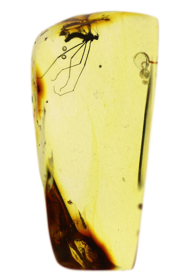 透明度の高い基質に浮かび上がるヒメガガンボ科の虫のシルエット！バルト海産虫入り琥珀（Amber）（その2）