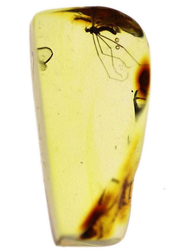 透明度の高い基質に浮かび上がるヒメガガンボ科の虫のシルエット！バルト海産虫入り琥珀（Amber）（その3）
