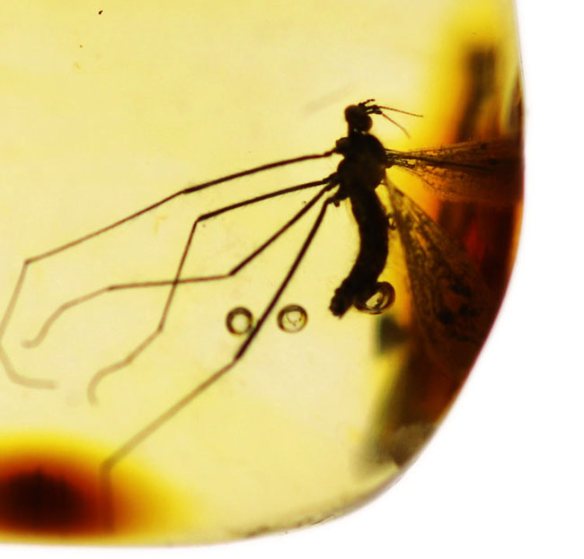 透明度の高い基質に浮かび上がるヒメガガンボ科の虫のシルエット！バルト海産虫入り琥珀（Amber）（その4）