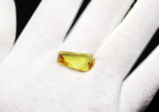 透明度の高い基質に浮かび上がるヒメガガンボ科の虫のシルエット!バルト海産虫入り琥珀(Amber)(その6)