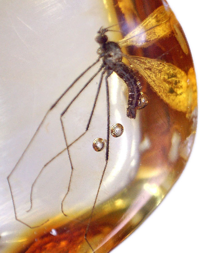 透明度の高い基質に浮かび上がるヒメガガンボ科の虫のシルエット！バルト海産虫入り琥珀（Amber）（その7）
