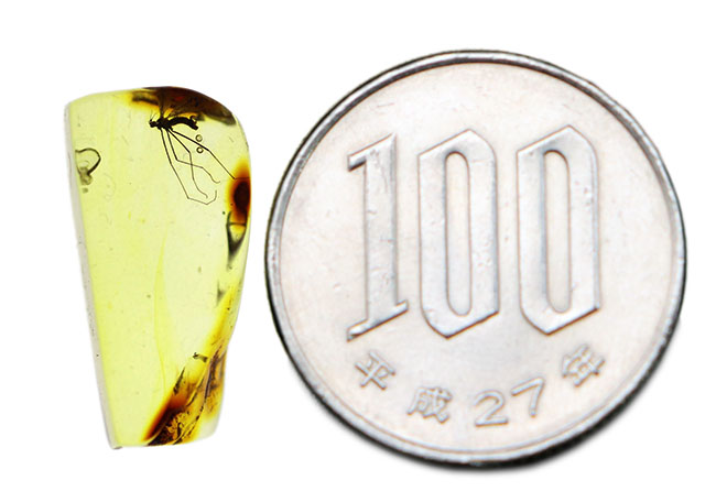 透明度の高い基質に浮かび上がるヒメガガンボ科の虫のシルエット!バルト海産虫入り琥珀(Amber)(その9)
