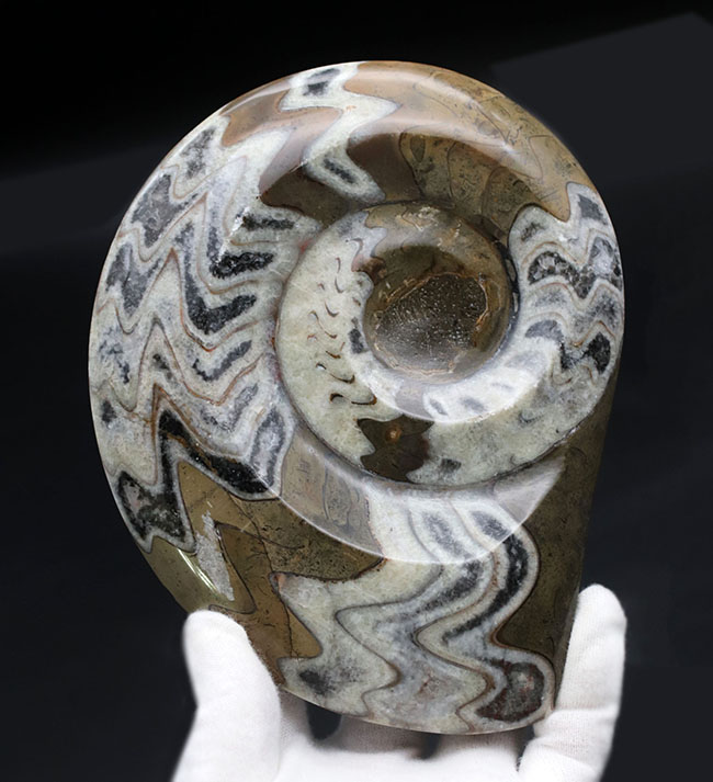 特大!!直径最大部163ミリのゴニアタイト(Goniatite)の化石。模様も美しい上質品(その1)
