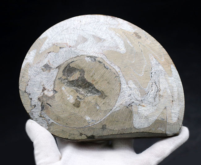 特大！！直径最大部１６３ミリのゴニアタイト（Goniatite）の化石。模様も美しい上質品（その7）