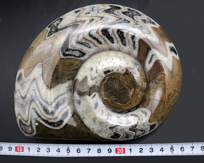特大!!直径最大部163ミリのゴニアタイト(Goniatite)の化石。模様も美しい上質品(その9)