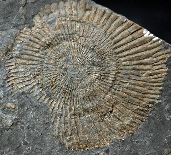 黒ジュラ!ドイツ・ホルツマーデンを代表する化石の一つ、ダクチリオセラス(Dactylioceras)(その2)