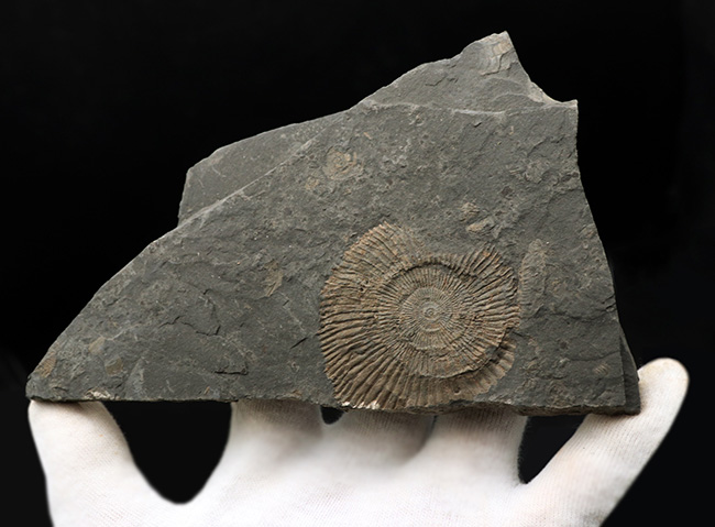 黒ジュラ！ドイツ・ホルツマーデンを代表する化石の一つ、ダクチリオセラス（Dactylioceras）（その3）