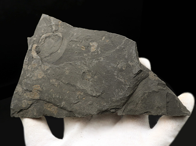 黒ジュラ！ドイツ・ホルツマーデンを代表する化石の一つ、ダクチリオセラス（Dactylioceras）（その5）
