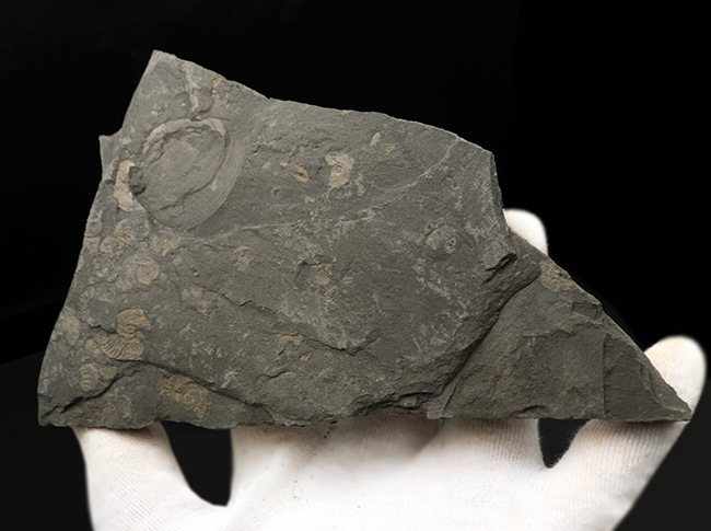 黒ジュラ!ドイツ・ホルツマーデンを代表する化石の一つ、ダクチリオセラス(Dactylioceras)(その5)
